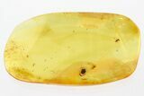 Detailed Fossil True Midge, Mite, and Marsh Beetle in Baltic Amber #307563-2